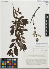 Foto von Salix myrsinifolia Salisb. x Salix phylicifolia L.